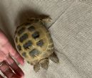 Horsfield : Young approx 3 years old (Theseus)